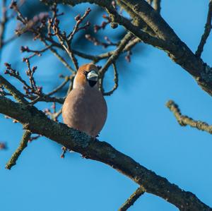 Hawfinch