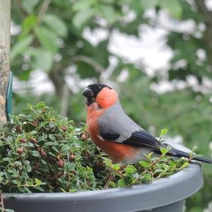 Eurasian Bullfinch