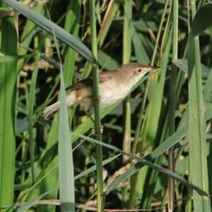 Eurasian River Warbler