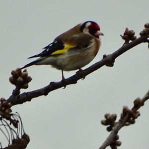 European Goldfinch