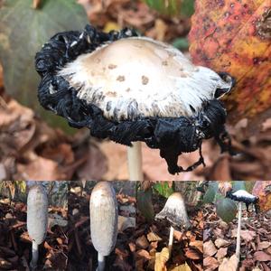 Shaggy Mane