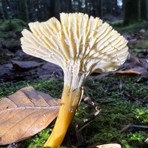 Trumpet Chanterelle