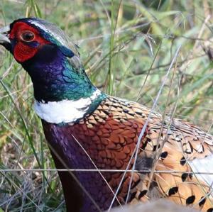 Common Pheasant