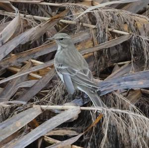 Water Pipit