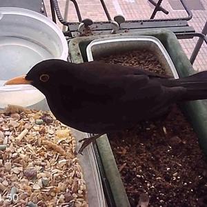 Eurasian Blackbird