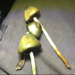 Bluing Psilocybe