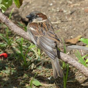 House Sparrow