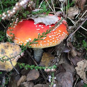 Fly Agaric