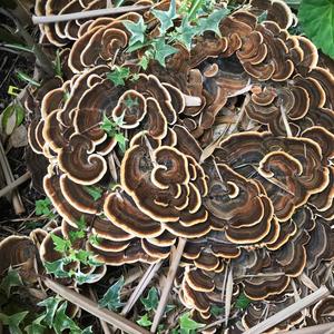 Unknown Species