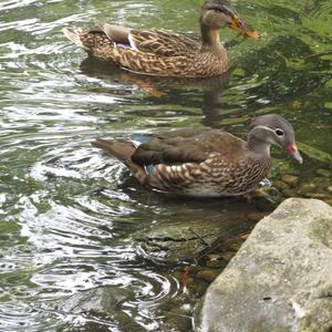 Mandarin Duck