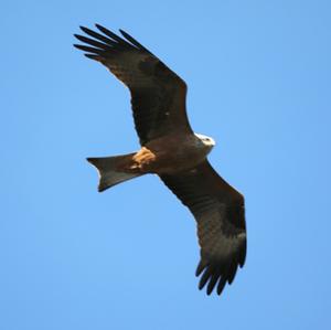 Red Kite