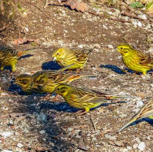 Yellowhammer