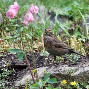 Eurasian Blackbird