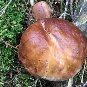 King Bolete