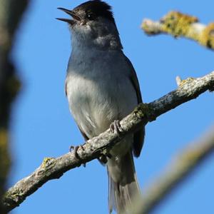 Blackcap