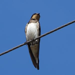 Barn Swallow