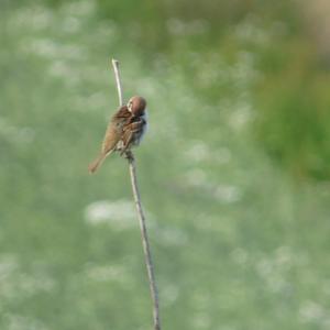 Eurasian Tree Sparrow