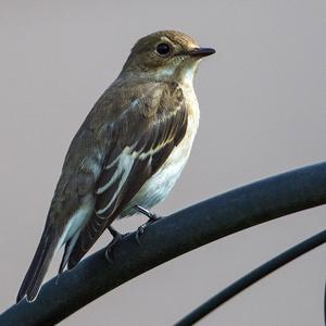 European Pied Flycatcher