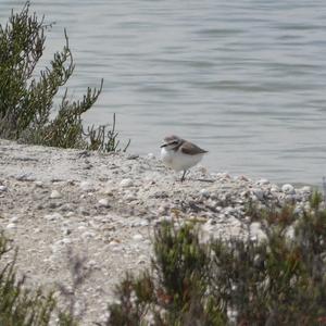 Kentish Plover