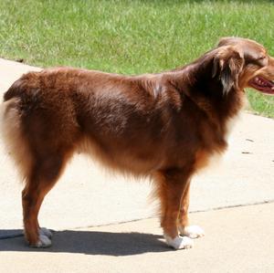 Australian Shepherd