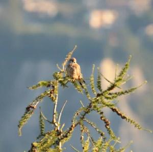 Common Kestrel