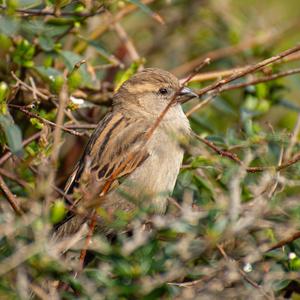 House Sparrow