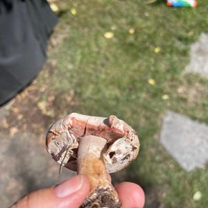 Meadow Agaric