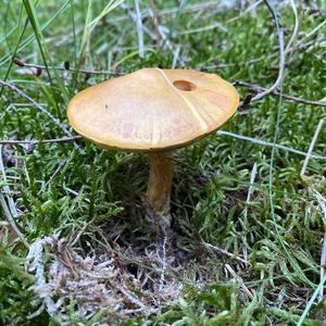 Larch Suillus