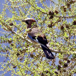 Eurasian Jay