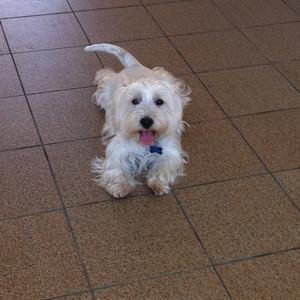 West Highland White Terrier