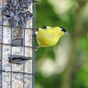 American Goldfinch