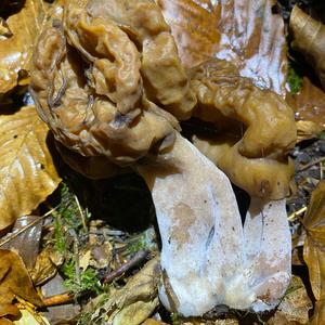 Saddle-shaped False Morel