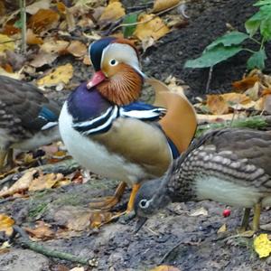 Mandarin Duck