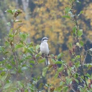 Great Grey Shrike