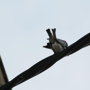 House Sparrow