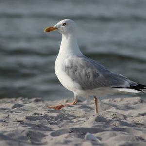 Herring Gull