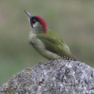 Eurasian Green Woodpecker