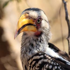 Southern Yellow-billed Hornbill