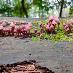 Bleeding Mycena