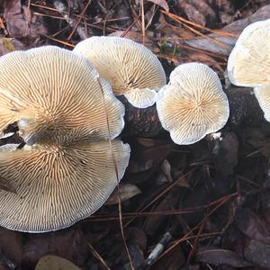 Gill Polypore