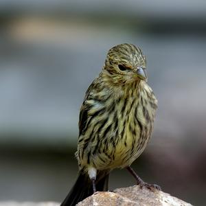 Yellowhammer