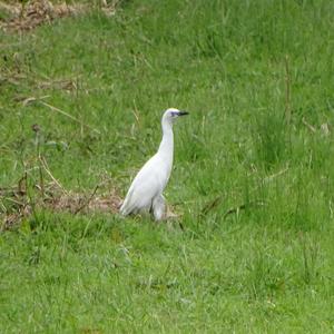 Cattle Egret