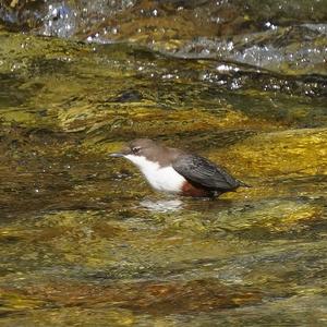 White-throated Dipper