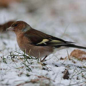 Eurasian Chaffinch