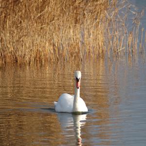 Höckerschwan