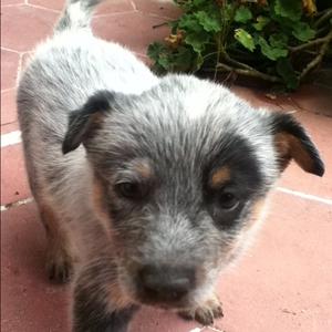 Australian Cattle Dog