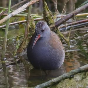 Water Rail