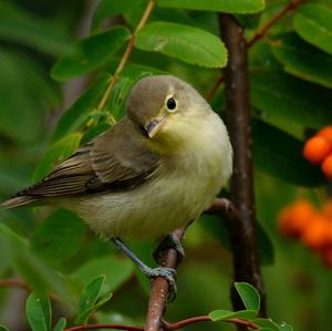 Icterine Warbler