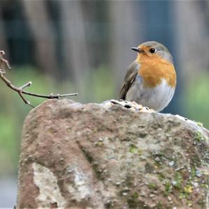 European Robin