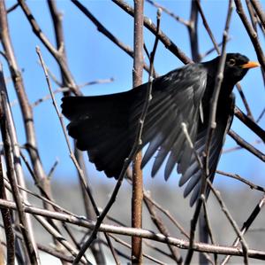 Eurasian Blackbird